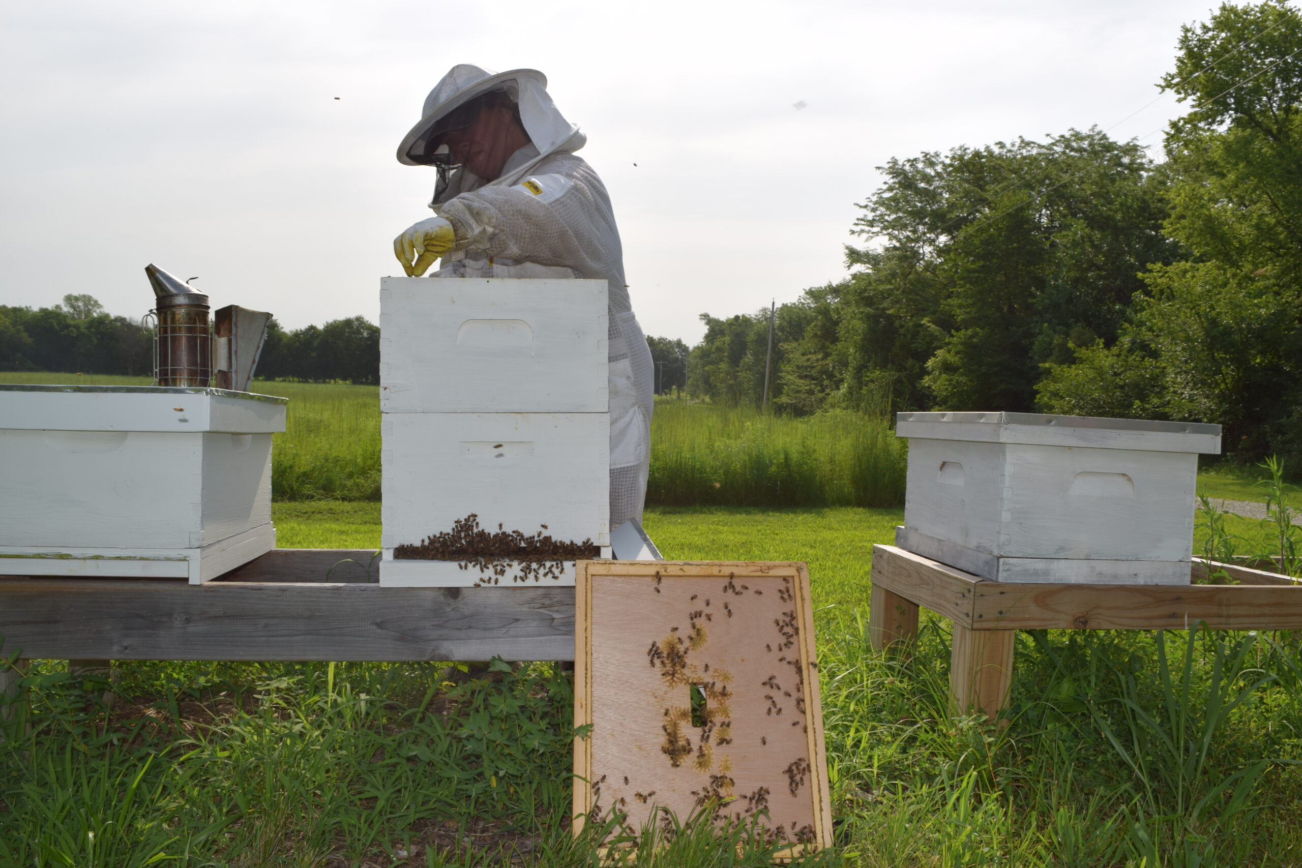 For local beekeepers, honey hobby can be costly but sweet News